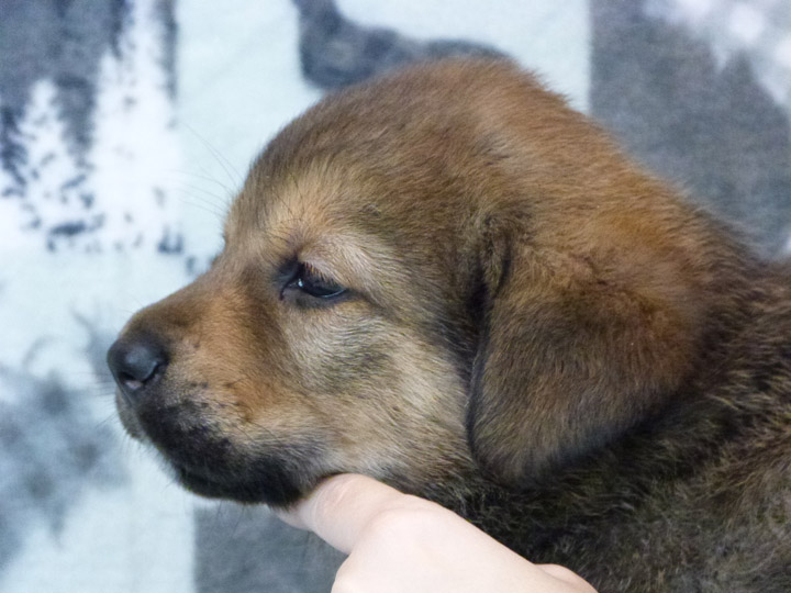 chinook puppy